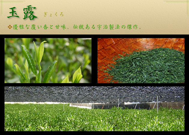 玉露
